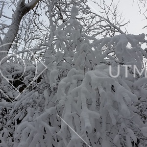 Tjockt snötäcke över trädgrenar