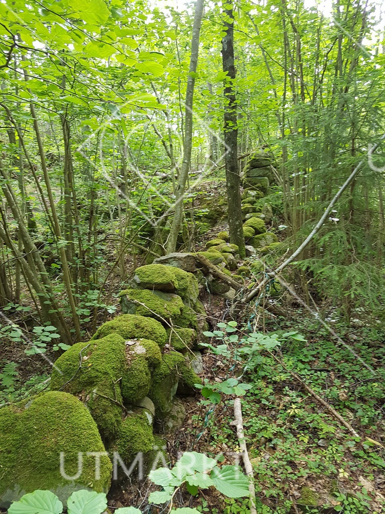 Överväxt stengärdesgård