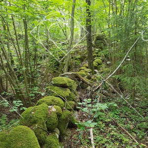 Överväxt stengärdesgård
