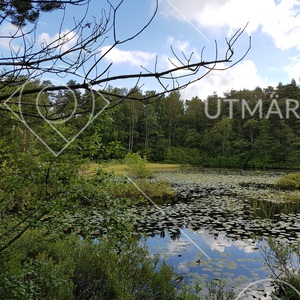Skogsdamm i Gullmarsskogen
