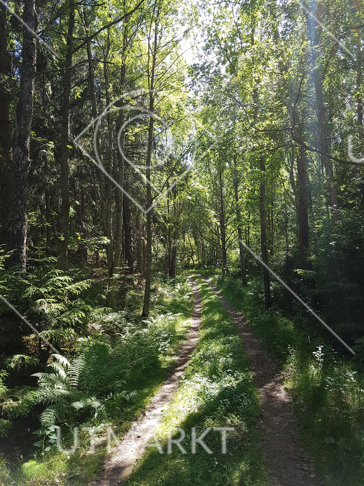 Skogsväg i Hannevik