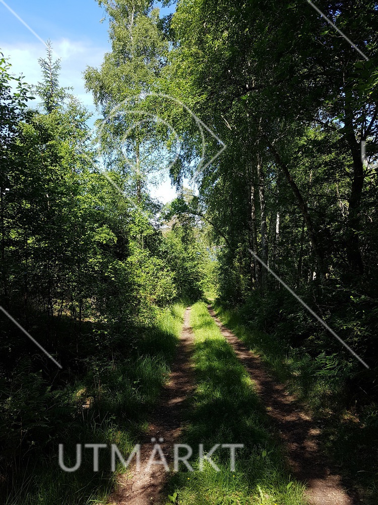 Skogsväg i Djupedal