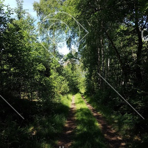 Skogsväg i Djupedal