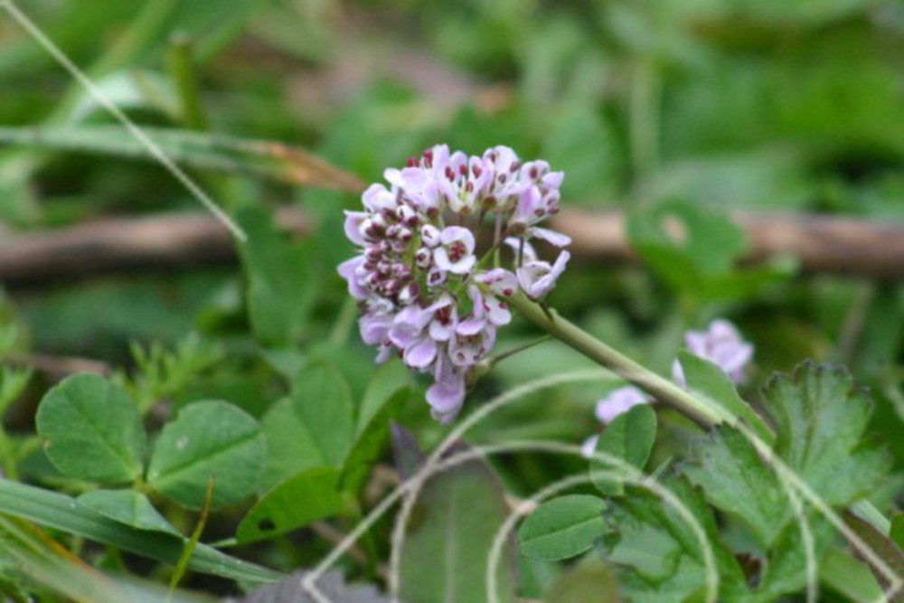 Hagblomma