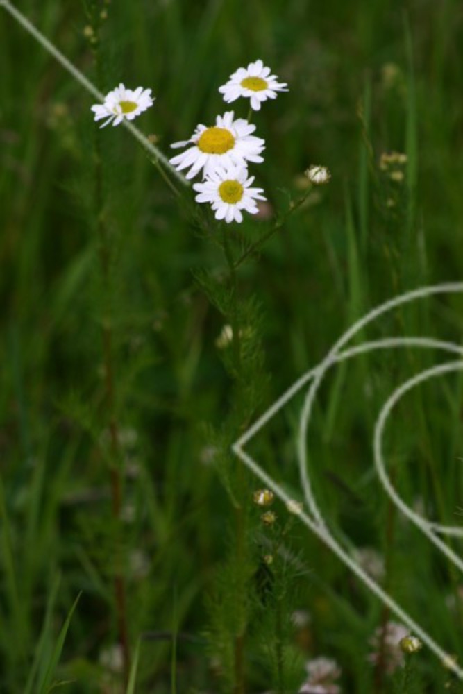 Blomsterprakt