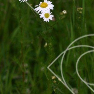 Blomsterprakt