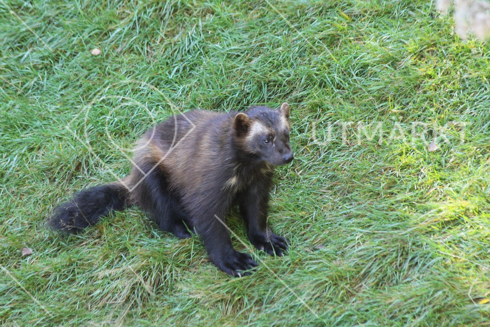 Wolverine