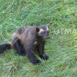 Wolverine