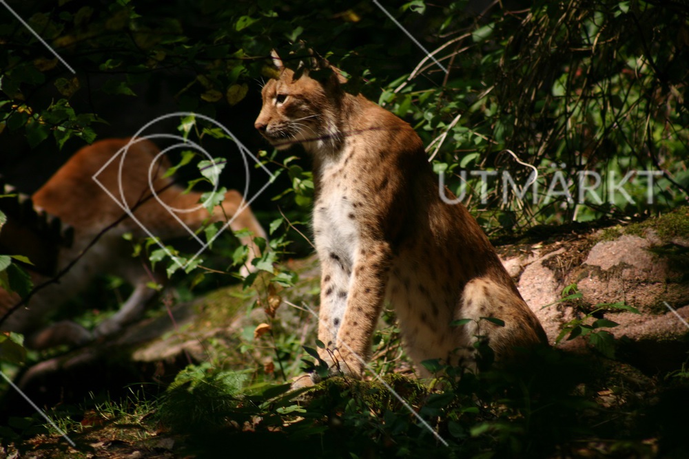 Lynx