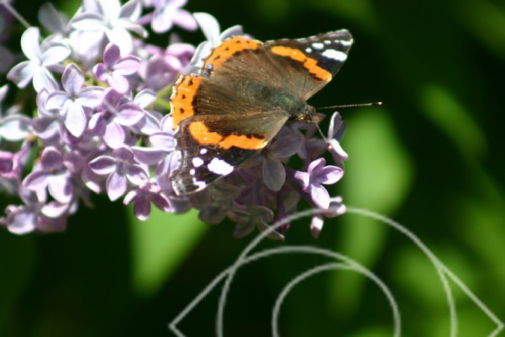 Amiralfjäril på syrénbuddleja