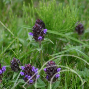 Blommor på äng
