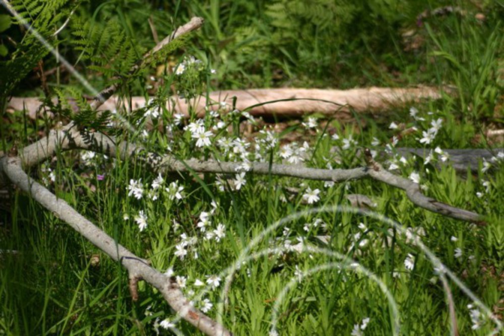 Vita blommor