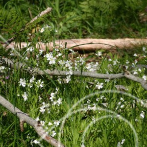 Vita blommor