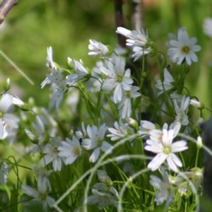 Buskstjärnblomma