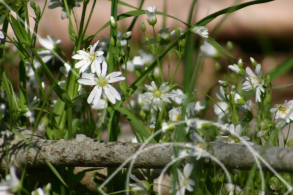 Stellaria holostea