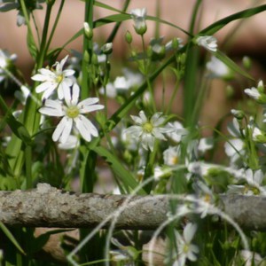 Stellaria holostea
