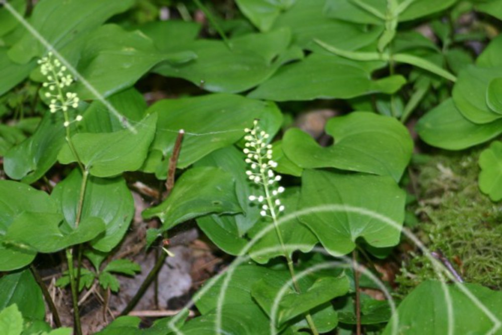 Maianthemum bifolium