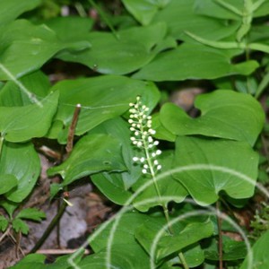 Maianthemum bifolium