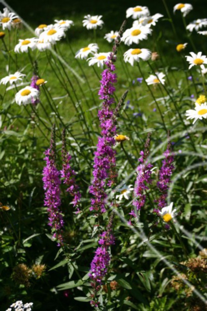 Rosa blommor