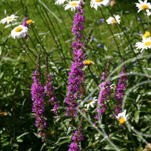 Rosa blommor