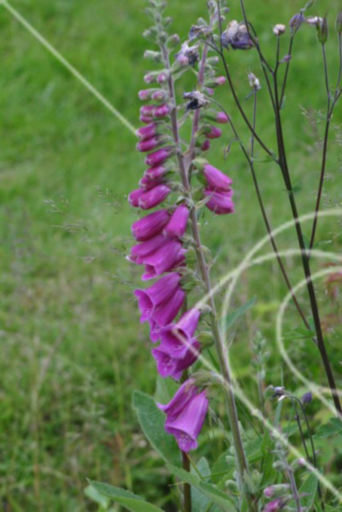 Digitalis
