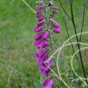 Digitalis