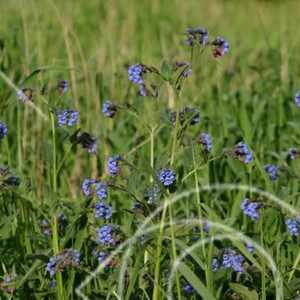 Blå blommor på äng