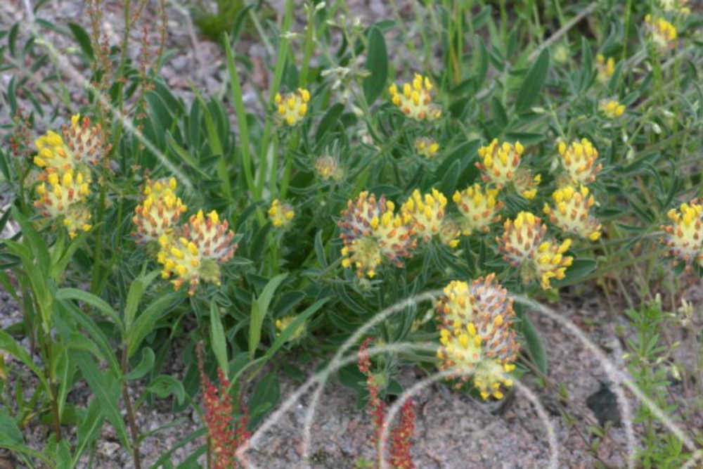 Gula blommor vid sandstrand
