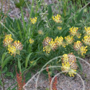 Gula blommor vid sandstrand
