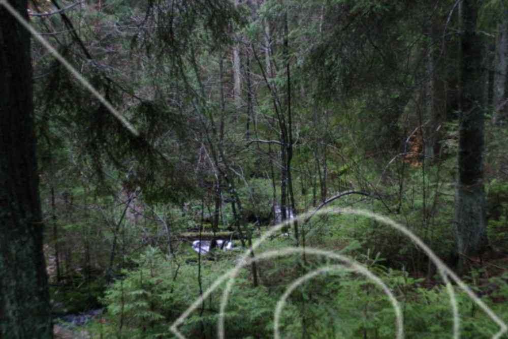 Granskog