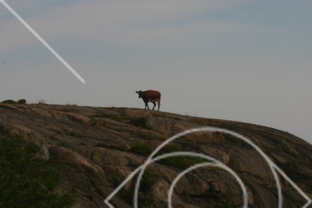 Naturbete på Gåsö