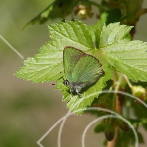 Grön fjäril