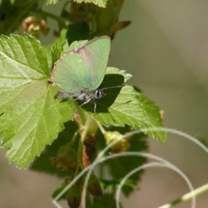 Liten grön fjäril