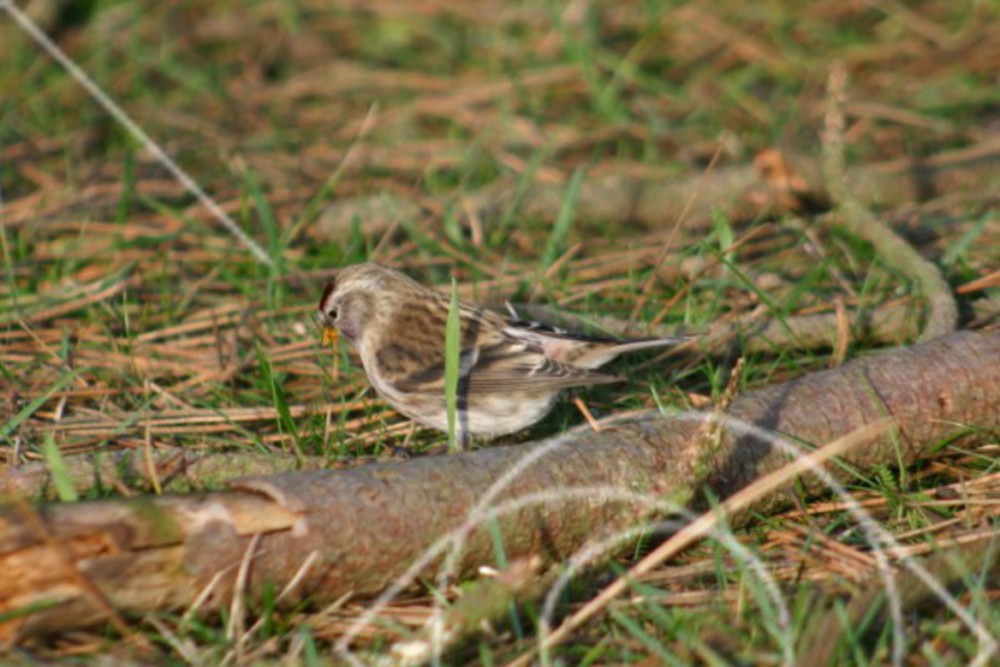 Vinterfågel