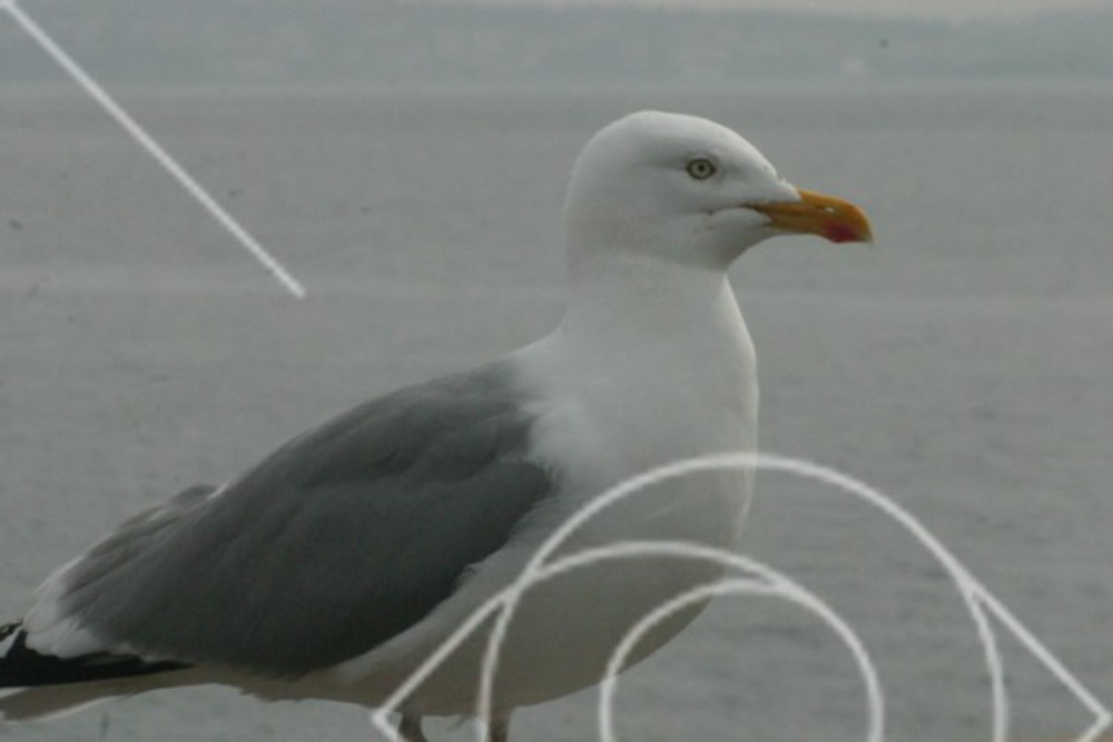 Marin fågel
