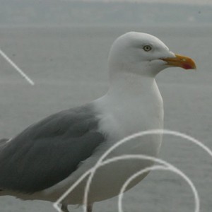 Marin fågel
