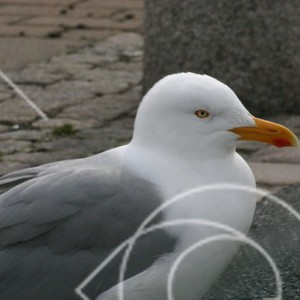 Marina fåglar